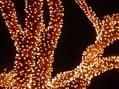 060 Toledo Zoo Light Show [2008 Dec 27]